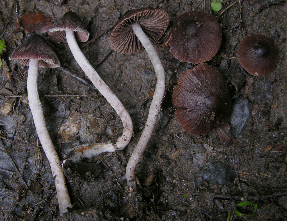 Psathyrella bipellis?